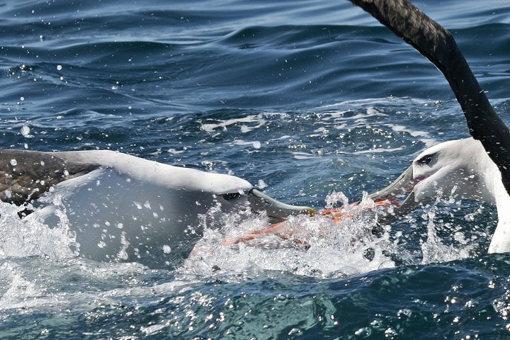 White capped Albatross fighting over a meal